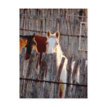 Peekaboo Paint Post Cards