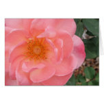 peekaboo rose cards