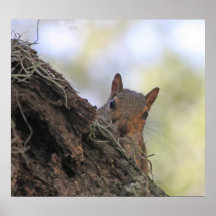 Peekaboo Squirrel Poster