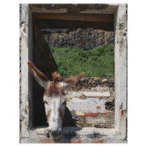 Peeking donkey