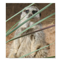 Peeking Meerkat Print posters