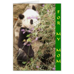 Peeking Panda Mom Greeting Card