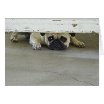 Peeking Pug Greeting Card - Blank Inside