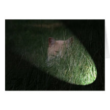 Peeping Tom Cat Cards
