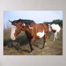 Peignez les chevaux posters