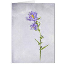 Peinture de jacinthe des bois cartes de vœux