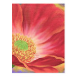 Peinture orange de fleur de pavot - multi cartes postales