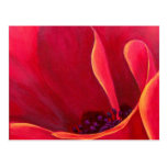 Peinture rouge de fleur de pavot - multi cartes postales
