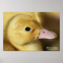 Pekin Duckling Posters