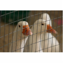 Pekin ducks in cage picture acrylic cut out