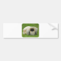 Pekingese 9W010D-040 Bumper Sticker