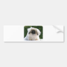 Pekingese 9Y065D-013 Bumper Stickers