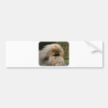 Pekingese 9Y201D-079 Bumper Stickers