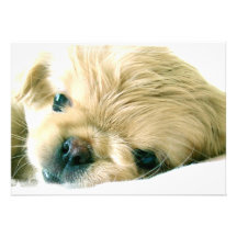 Pekingese Invitation