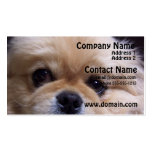 Pekingese Puppies Business Card