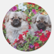 Pekingese Stickers