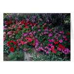 Pelargonium bed cards