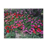 Pelargonium bed  flowers postcards