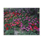 Pelargonium bed postcards