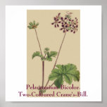Pelargonium Bicolor. Two-Coloured Crane's Bill. posters