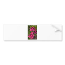 Pelargonium Bumper Sticker