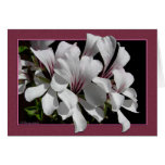 Pelargonium Card