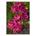 Pelargonium cards