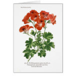 Pelargonium grandiflorum cards