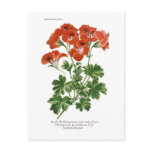 Pelargonium grandiflorum postcards