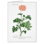 Pelargonium graveolens cards