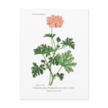 Pelargonium graveolens postcards