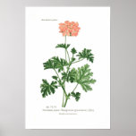 Pelargonium graveolens posters