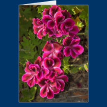 Pelargonium cards