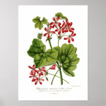 Pelargonium  hederaefolium posters