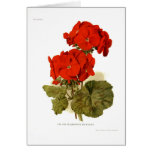 Pelargonium 'His Majesty" cards