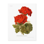 Pelargonium 'His Majesty" 'His Majesty" postcards