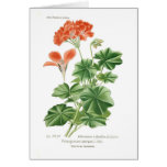 Pelargonium lateripes cards