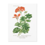 Pelargonium lateripes postcards