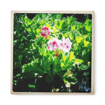 Pelargonium Magnet