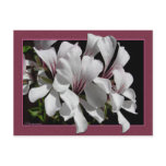 Pelargonium Postcard