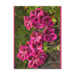 Pelargonium postcards