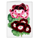 Pelargoniums cards