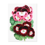 Pelargoniums postcards