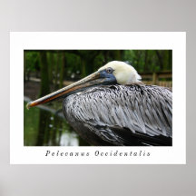 Pelecanus Occidentalis Profile Poster