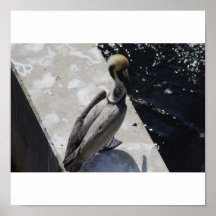 Pelican at rest print