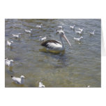 pélican avec des mouettes carte