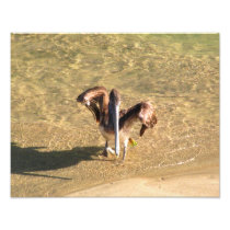 Pelican Bathtime Photograph