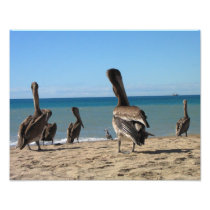 Pelican Beach Bums Photo Print