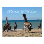 Pelican Beach Bums Post Cards