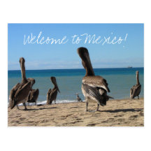 Pelican Beach Bums Post Cards